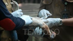 Flu Burung Merebak, Masyarakat Diimbau Jangan Khawatir Berlebihan