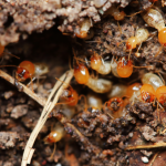 Jasa Anti Rayap Surabaya untuk Perlindungan Bangunan Jangka Panjang