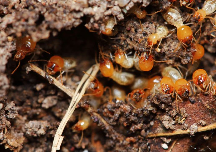 Jasa Anti Rayap Surabaya untuk Perlindungan Bangunan Jangka Panjang